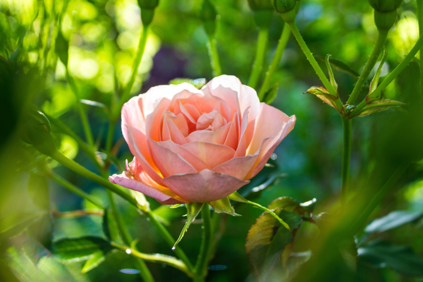 How to Care for Your Roses in Summer | Yates Australia