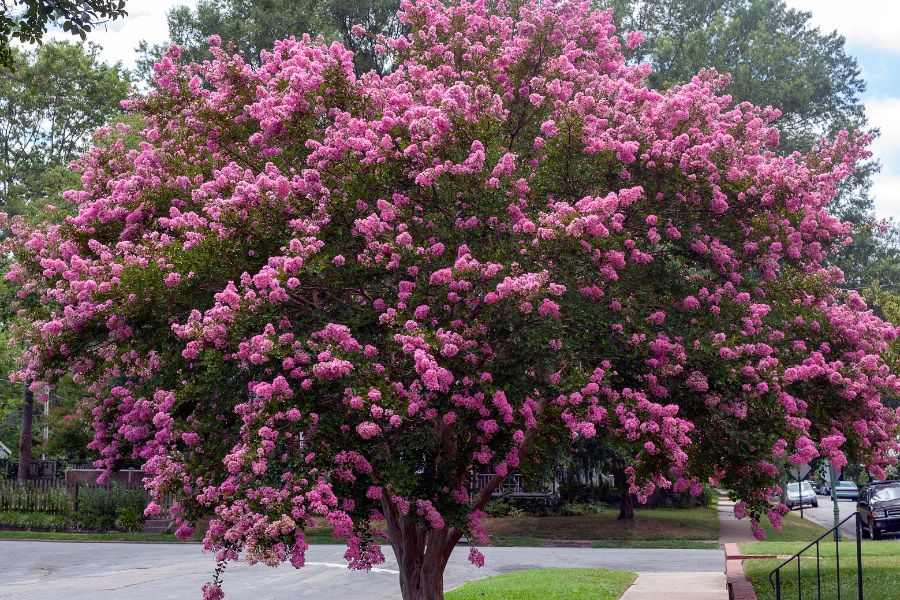 Crepe Myrtle