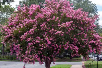 Crepe Myrtle