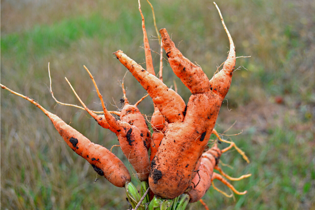 bunch of freshly harvested wonky carrots showing the multiple side roots off main