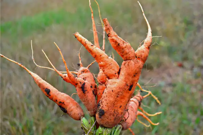bunch of freshly harvested wonky carrots showing the multiple side roots off main