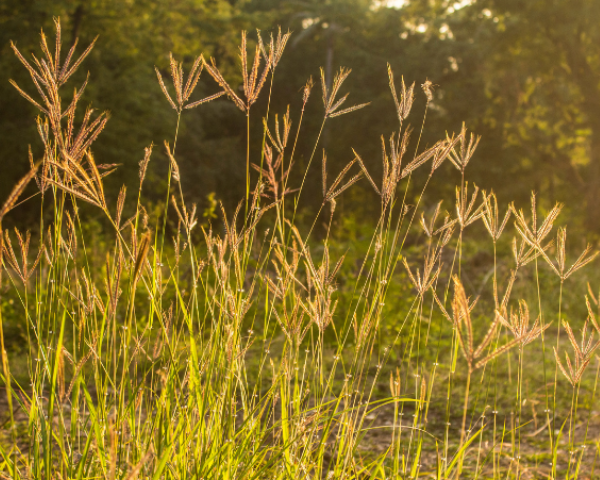 Weeds Rhodes Grass Landscape
