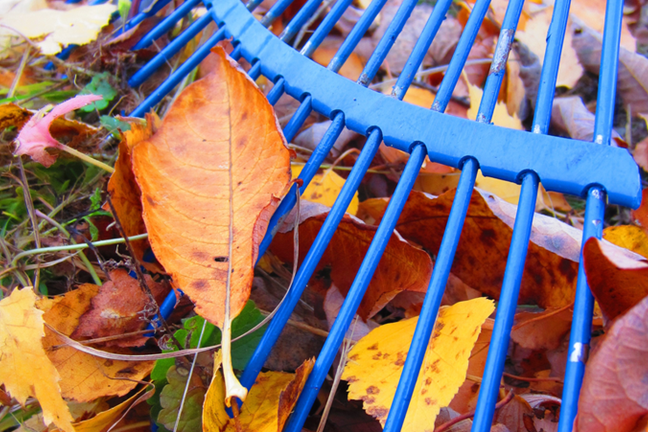 Raking Autumn Leaves