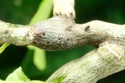 Citrus Gall Wasp