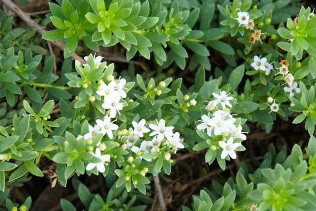 Close up of creeping boobialla flowers and leaves