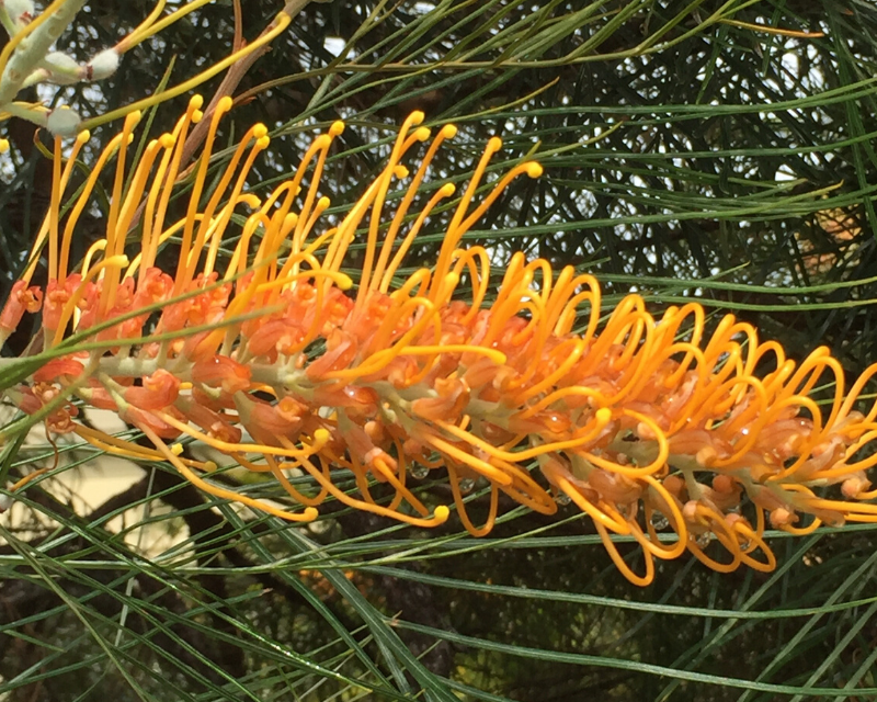 Grevillea 'Honey Gem'