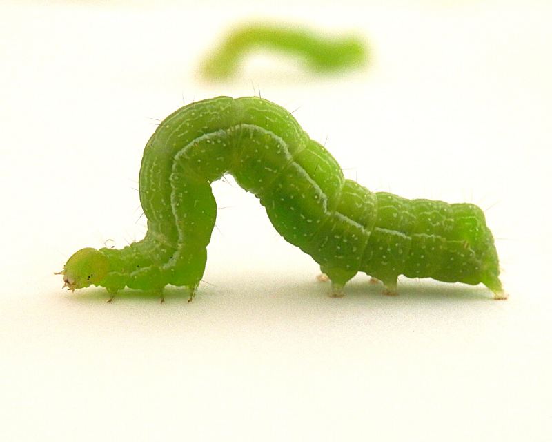 What are Loopers & How to Control Them in Your Garden Yates