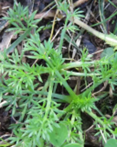 Garden Weeds