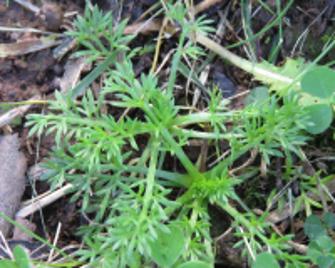 Lawn Weed Frequently Asked Questions - FAQ | Yates