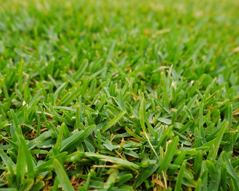 How To Choose Best Grass Seed For South Florida