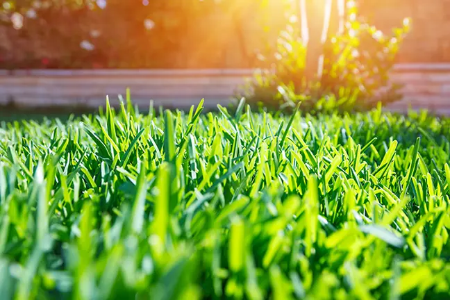 Refresh your lawn