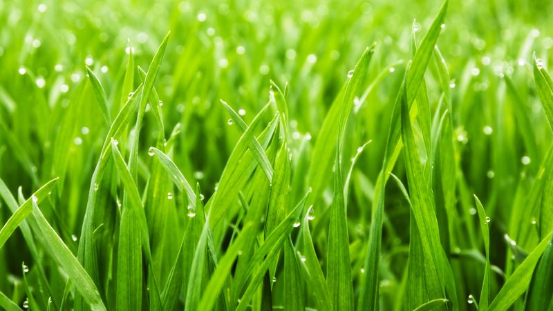 Lawn Morning Dew Image