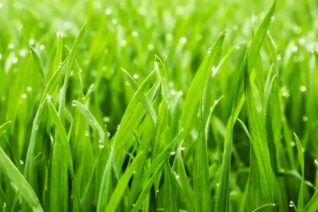 Lawn Morning Dew Image