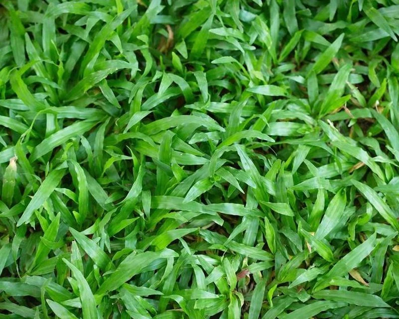 What is Carpet Grass | Lawn Advice | Yates Australia