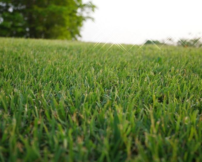 Couch Grass