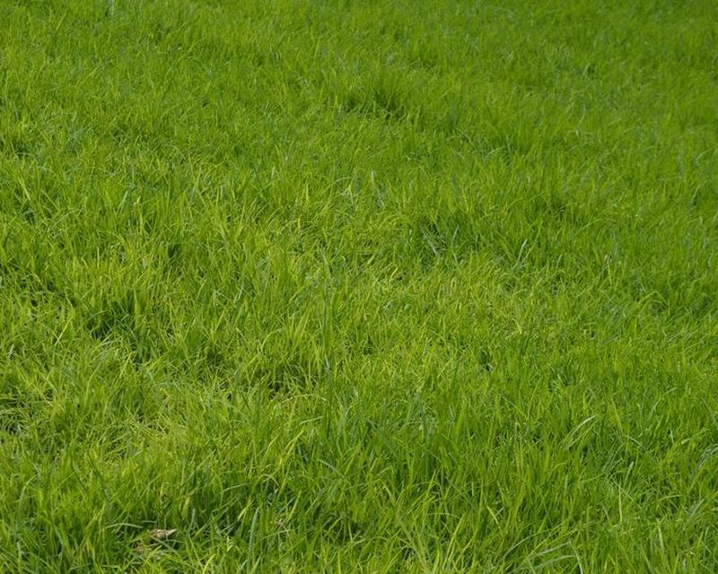 Kentucky Bluegrass