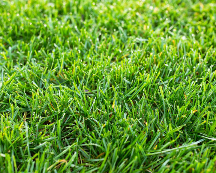 Fescue Grass fescue-grass
