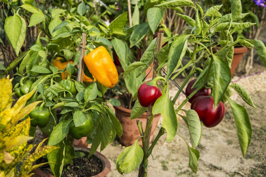 How To Grow Capsicum Pots