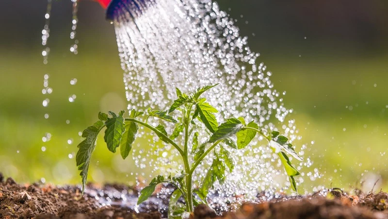Young Tomato Plant Planted In The Ground Watered Watering Can 800X451px LS