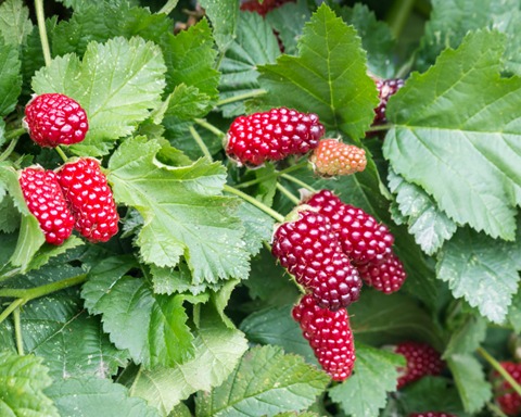 How to Grow Loganberry