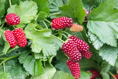 Loganberry