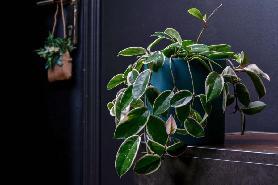 Potted Hoya Carnosa 'Krimson Queen'