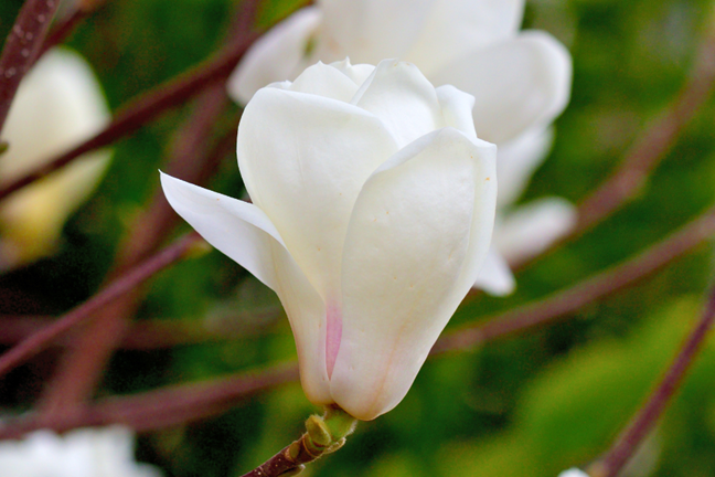 Yulan Magnolia denudata white flower