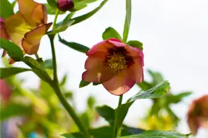 Orange Hellebore