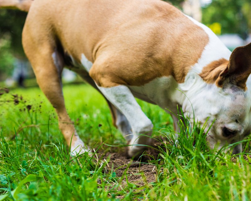 quick lawn and garden fixes when your lease is up