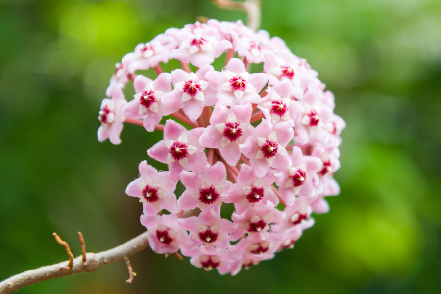 Pink Hoya