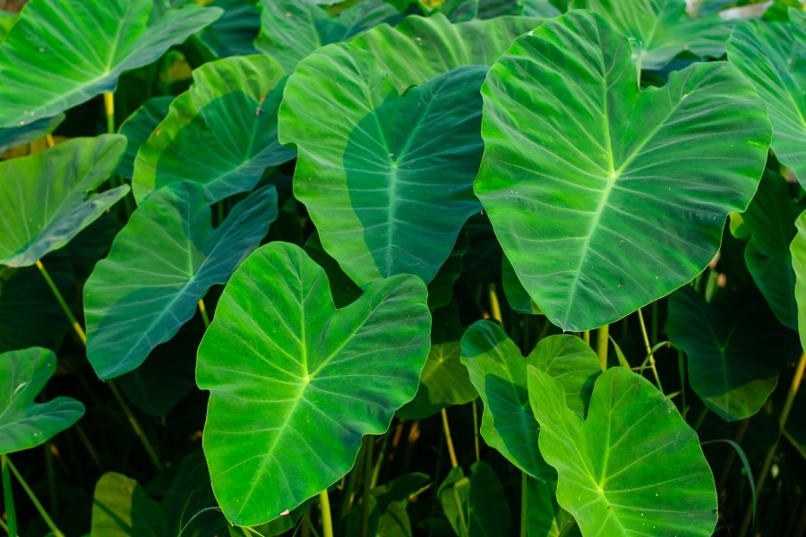 Close up of lush taro leaves growing in the garden