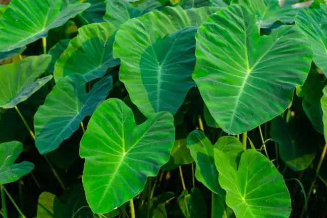 Close up of lush taro leaves growing in the garden