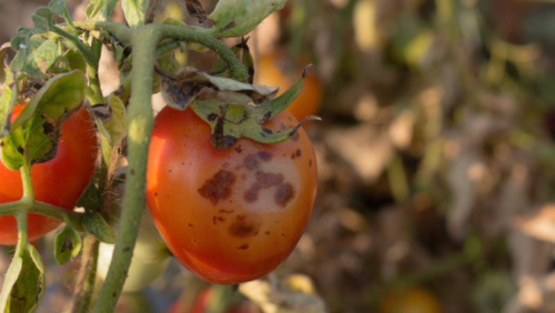 Image above: Anthracnose of tomatoes