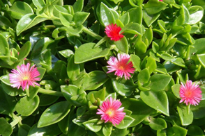 Drought Tolerant Ground Covers And Perennials