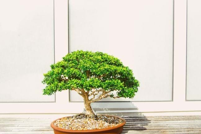 buxus sp. bonsai tree in a tan-brown pot sitting on a table
