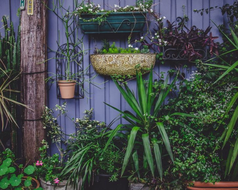 Tips for planting a vertical garden Yates Gardening