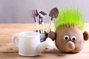 How to grow a Funny Grass Head
