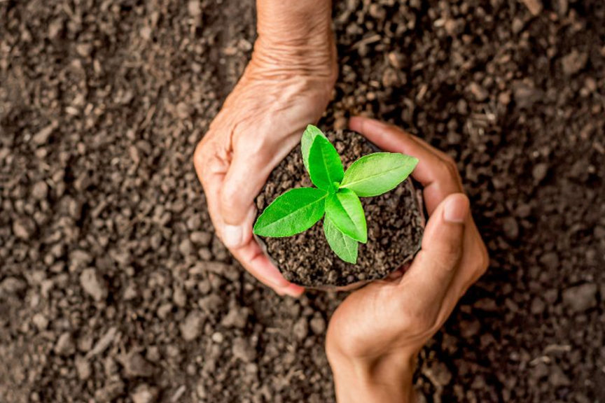 Soil online for plants