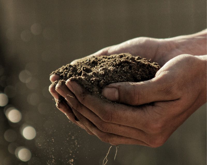 Why Do Plants Need Good Soil?