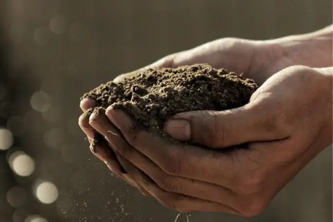 hand cupping and holding soil