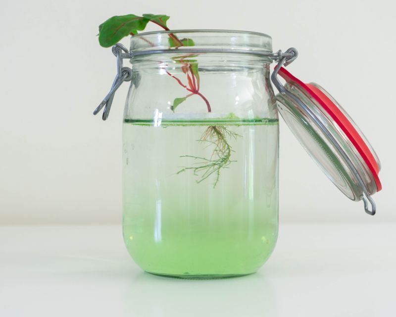 Growing from cuttings