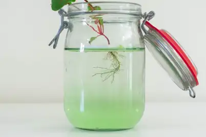 Growing from cuttings