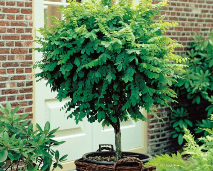 Mop Tree Mop Tops Make Garden Statements | Yates Gardening