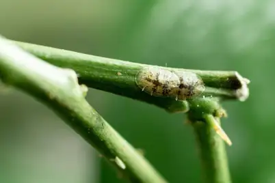 Solving citrus problems