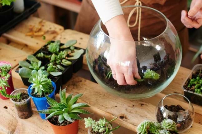 person filling a round vase (fish bowl) with potting  mix and plants to create a terrarium