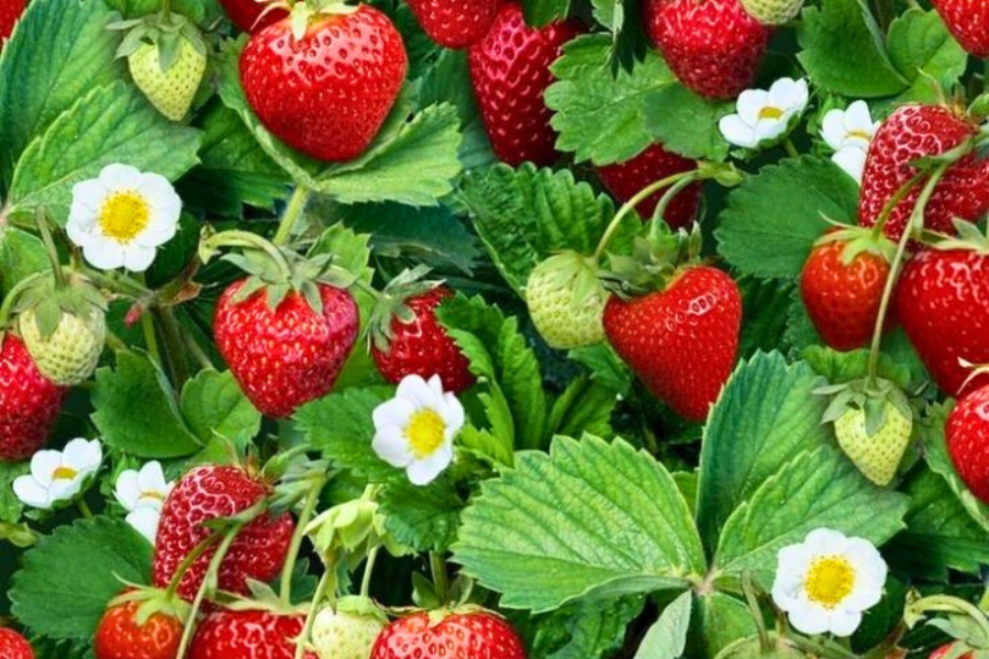 Strawberry