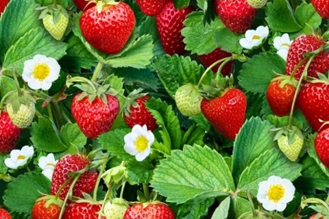 How to Grow Strawberries