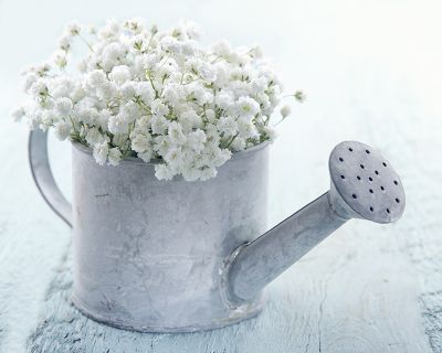 How To Grow Baby S Breath How To Grow Baby S Breath