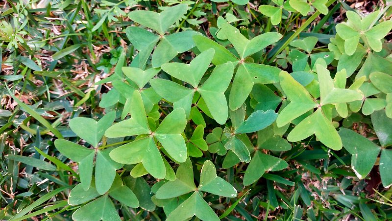 soursob oxalis pes-caprae growing in a buffalo lawn