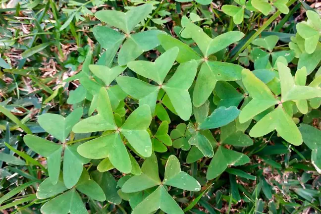 soursob oxalis pes-caprae growing in a buffalo lawn